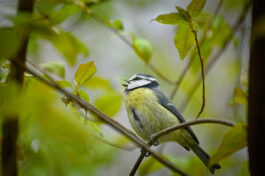 blue-tit-4105871_1280-