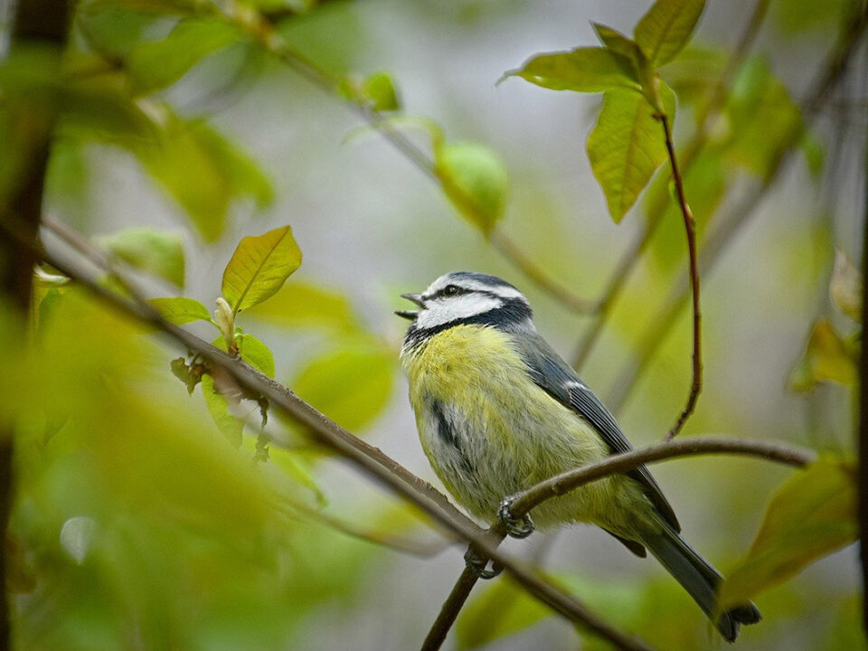blue-tit-4105871_1280-