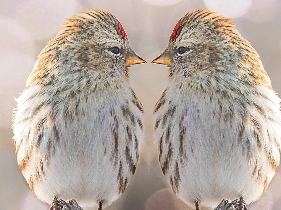 bird-g4b22c7915_1280